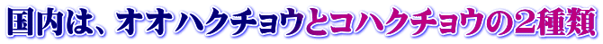 国内は、オオハクチョウとコハクチョウの２種類