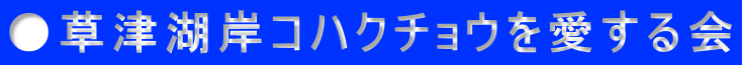 ●草津湖岸コハクチョウを愛する会