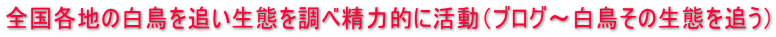 全国各地の白鳥を追い生態を調べ精力的に活動（ブログ～白鳥その生態を追う）