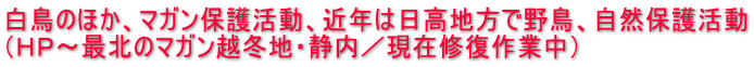 白鳥のほか、マガン保護活動、近年は日高地方で野鳥、自然保護活動 （ＨＰ～最北のマガン越冬地・静内／現在修復作業中）