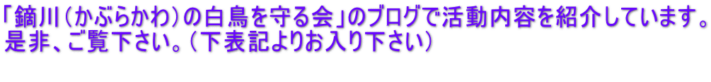 「鏑川（かぶらかわ）の白鳥を守る会」のブログで活動内容を紹介しています。 是非、ご覧下さい。（下表記よりお入り下さい） 　　
